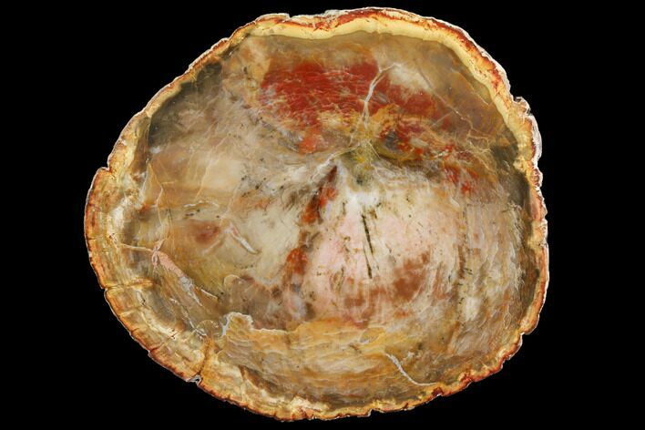 Petrified Wood (Araucaria) Round - Madagascar #119467